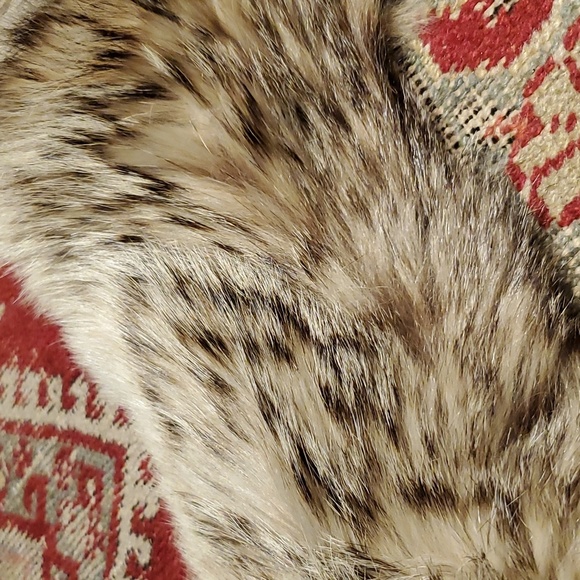 💥SOLD💥HUGE"Wolf Fur Collar - Picture 2 of 13